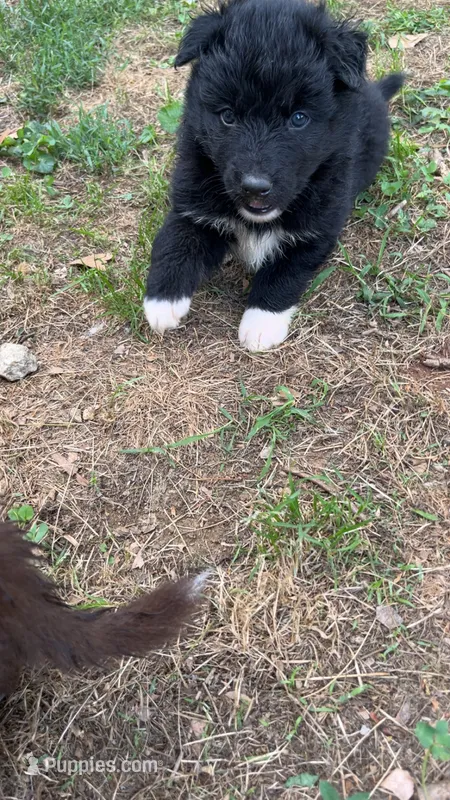 Rocky, a male Australian Shepherd for sale in Greensboro, NC – 1 of 2
