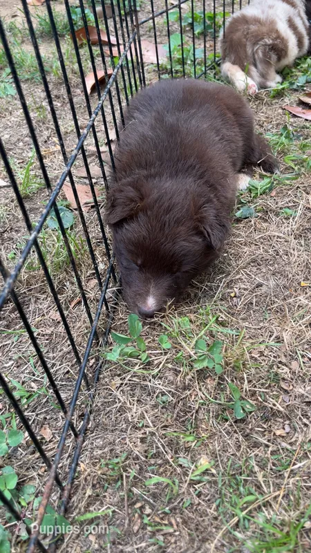 Grizzly  – Australian Shepherd puppy for sale in Greensboro, NC