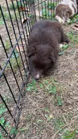 Grizzly , a female Australian Shepherd for sale in Greensboro, NC – 1 of 3