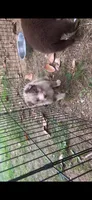 Remi , a female Miniature American Shepherd for sale in Greensboro, NC – 1 of 3
