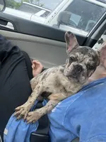 Bentleigh , a female French Bulldog for sale in Greensboro, NC – 2 of 4