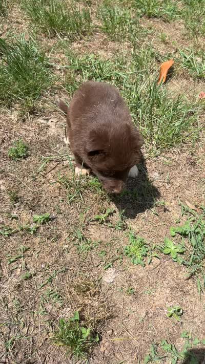 Grizzly , a female Australian Shepherd for sale in Greensboro, NC – 5 of 5