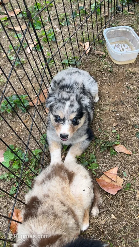 Wolf – Australian Shepherd puppy for sale in Greensboro, NC