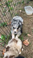 Wolf, a male Australian Shepherd for sale in Greensboro, NC – 1 of 2