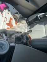 Bentleigh , a female French Bulldog for sale in Greensboro, NC – 4 of 4