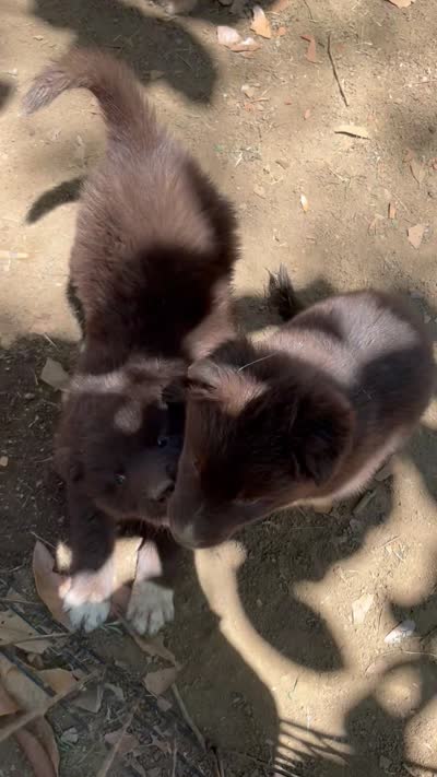 Grizzly , a female Australian Shepherd for sale in Greensboro, NC – 4 of 5