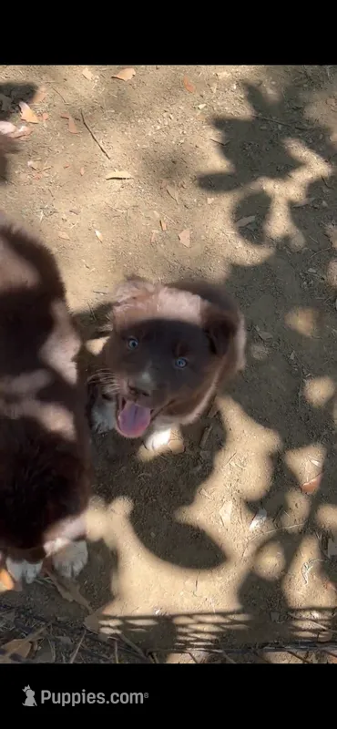 Grizzly  – Australian Shepherd puppy for sale in Greensboro, NC