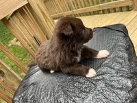 Grizzly , a female Australian Shepherd for sale in Greensboro, NC – 3 of 3