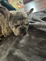 Bentleigh , a female French Bulldog for sale in Greensboro, NC – 3 of 4