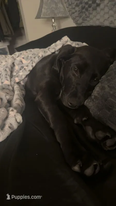 Diesel – Labrador Retriever puppy for sale in Tacoma, WA