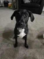 Diesel, a male Labrador Retriever for sale in Tacoma, WA – 2 of 2