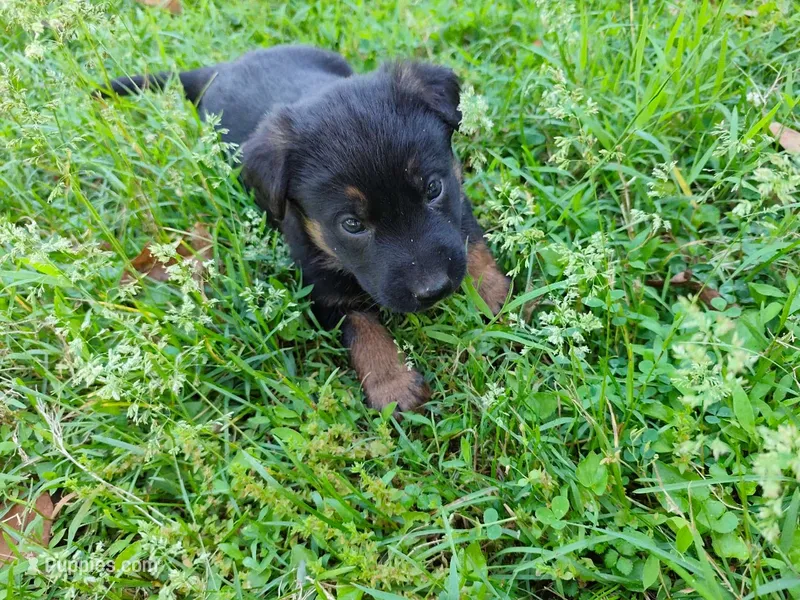 Apple – German Shepherd Dog, Labrador Retriever puppy for sale in Ellicott City, MD