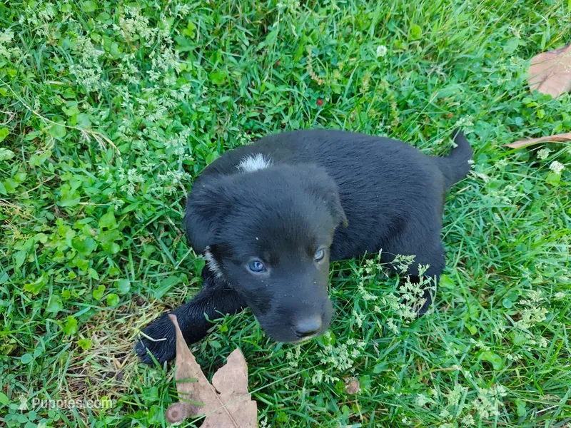 Grace – German Shepherd Dog, Labrador Retriever puppy for sale in Ellicott City, MD