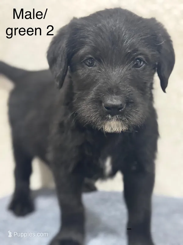 Green, a male Labrador Retriever and Sheepadoodle for sale in Douglass, KS – Photo 1 of 1