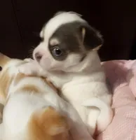 Pongo , a male Chihuahua for sale in Adamsville, TN – Photo 10 of 10