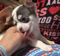 Pongo , a male Chihuahua for sale in Adamsville, TN – Photo 3 of 10