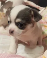 Pongo , a male Chihuahua for sale in Adamsville, TN – Photo 9 of 10