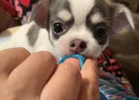 Pongo , a male Chihuahua for sale in Adamsville, TN – Photo 1 of 10