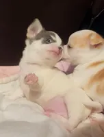 Pongo , a male Chihuahua for sale in Adamsville, TN – Photo 8 of 10