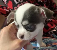 Pongo , a male Chihuahua for sale in Adamsville, TN – Photo 5 of 10