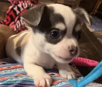 Pongo , a male Chihuahua for sale in Adamsville, TN – Photo 6 of 10