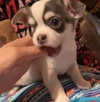 Pongo , a male Chihuahua for sale in Adamsville, TN – Photo 2 of 10