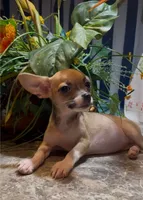Hazel, a female Chihuahua for sale in Adamsville, TN – 8 of 8