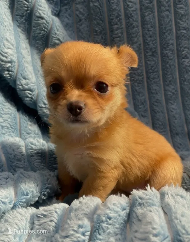 Fluffy Fiona – Chihuahua puppy for sale in Adamsville, TN