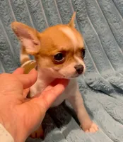 Tiny Tucker, a male Chihuahua for sale in Adamsville, TN – 6 of 8