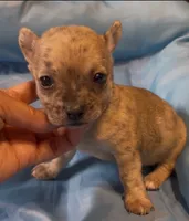 Lil Sprout, a male Chihuahua for sale in Adamsville, TN – 3 of 5