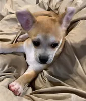 Royce, a male Chihuahua for sale in Adamsville, TN – 7 of 7