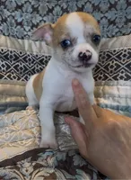 Baby Nickel, a male Chihuahua for sale in Adamsville, TN – 5 of 5