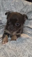 Betsy, a female Chihuahua for sale in Adamsville, TN – 4 of 6