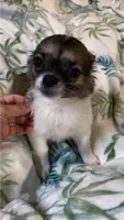 Romeo, a male Chihuahua for sale in Adamsville, TN – 3 of 8