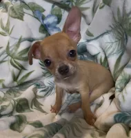 Brownie, a male Chihuahua for sale in Adamsville, TN – 10 of 10