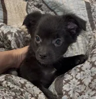 Lil Shadow, a male Chihuahua for sale in Adamsville, TN – 7 of 10