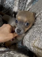 Cute lil Copper, a male Chihuahua for sale in Adamsville, TN – 2 of 10