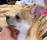 Royce, a male Chihuahua for sale in Adamsville, TN – 5 of 7