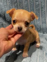 Tiny Tootie, a female Chihuahua for sale in Adamsville, TN – 2 of 8