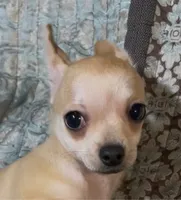 Baby Lilo , a male Chihuahua for sale in Adamsville, TN – 4 of 5
