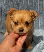 Chester, a male Chihuahua for sale in Adamsville, TN – 3 of 6