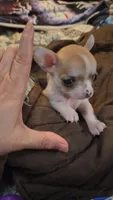 Princess Peach, a female Chihuahua for sale in Adamsville, TN – 5 of 8