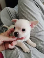 Tiny Casper, a male Chihuahua for sale in Adamsville, TN – 4 of 4