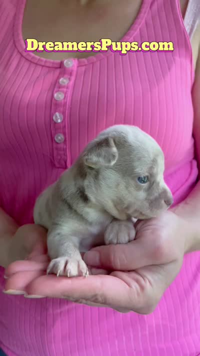 Ziggy, a male Chihuahua for sale in Adamsville, TN – 7 of 10
