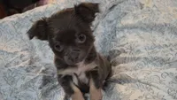 Betsy, a female Chihuahua for sale in Adamsville, TN – 2 of 6