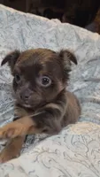 Betsy, a female Chihuahua for sale in Adamsville, TN – 3 of 6