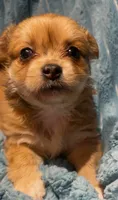Chester, a male Chihuahua for sale in Adamsville, TN – 5 of 6