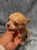 Tiny Tootie, a female Chihuahua for sale in Adamsville, TN – 8 of 8