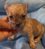 Lil Sprout, a male Chihuahua for sale in Adamsville, TN – 5 of 5
