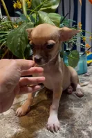 Hazel, a female Chihuahua for sale in Adamsville, TN – 7 of 8
